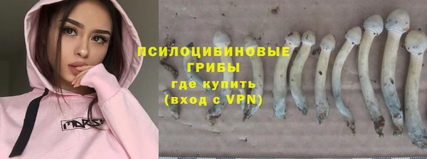 стаф Аркадак